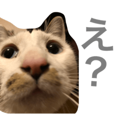 [LINEスタンプ] 猫ちゃんスタンプ(ほぼメメ)