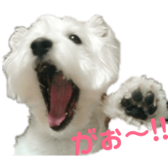 [LINEスタンプ] うちの花ちゃん①