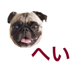 [LINEスタンプ] パグのはむた