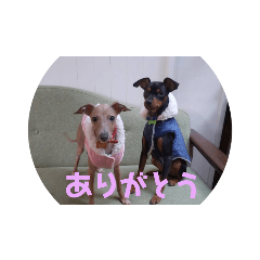 [LINEスタンプ] ポコベルスタンプ