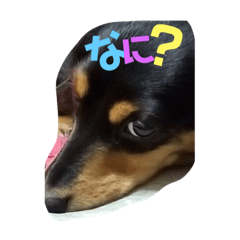 [LINEスタンプ] 可愛い 動物達！