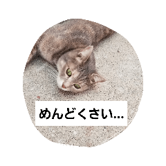 [LINEスタンプ] にゃん＆ワン♡ライフ