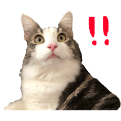[LINEスタンプ] ゆる〜いにゃんこ