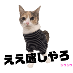 [LINEスタンプ] Rcat 長女シュシュ 関西弁猫の画像（メイン）