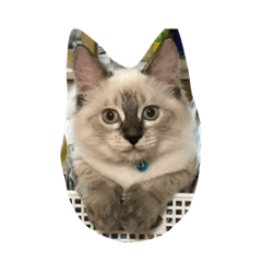 [LINEスタンプ] ねこのなつこ