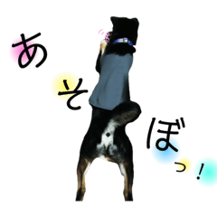 [LINEスタンプ] 黒柴ビンゴ3