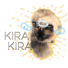 [LINEスタンプ] レインボー猫 2＊ 新シリーズ :)