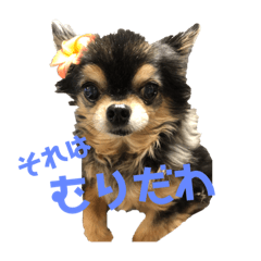 [LINEスタンプ] 可愛いワンニャンスタンプ fetchpriority=high