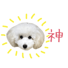 [LINEスタンプ] たくさん褒める！わたあめトイプーの画像（メイン）