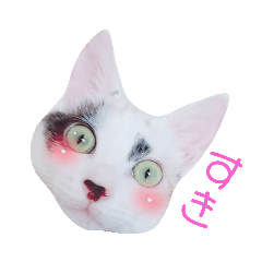 [LINEスタンプ] 三毛猫ぽんずスタンプver.1