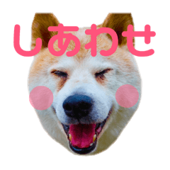 [LINEスタンプ] 柴犬りくぽん