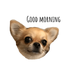 [LINEスタンプ] チワワのマロ 茶色のチワワ