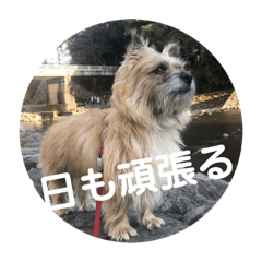 [LINEスタンプ] ケアンテリア まろん 日常フレーズ 1