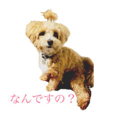 [LINEスタンプ] ぷぅがゆく
