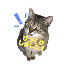 [LINEスタンプ] 茶トラのチャーとキジ猫エリの猫スタンプ2