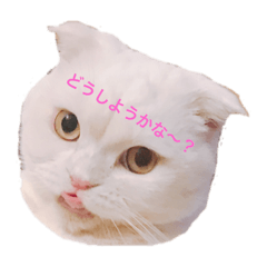 [LINEスタンプ] ひふみんスタンプ(ねこ)