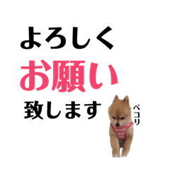 [LINEスタンプ] ポメチワこっさん②