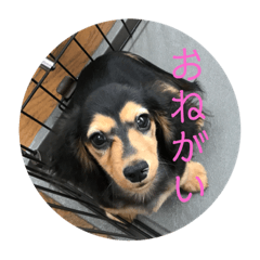 [LINEスタンプ] エクレアのきもち