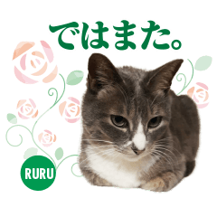 [LINEスタンプ] 中野さんちのほのぼの猫