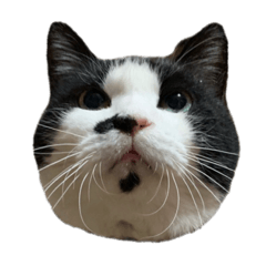 [LINEスタンプ] 白黒ハチワレ猫はなちゃん