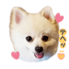 [LINEスタンプ] ポメラニアンのレオくん