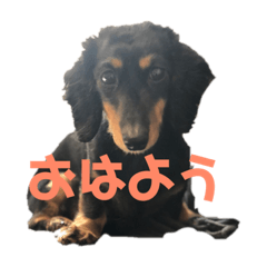[LINEスタンプ] 愛犬くろちゃん