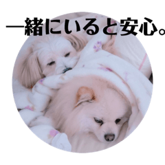 [LINEスタンプ] 茶々丸とミルキーのスタンプ