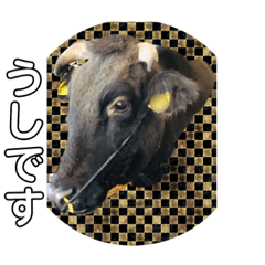 うしちゃん(黒毛和牛)