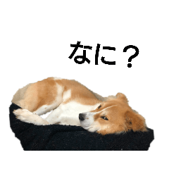 [LINEスタンプ] 幸せワンコ、大和くん第2段元保護犬です