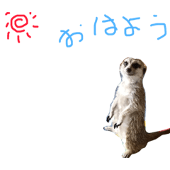 [LINEスタンプ] 可愛いペットスタンプ！！！