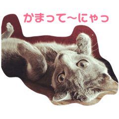 [LINEスタンプ] ひまねこちゃん