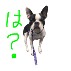 [LINEスタンプ] そぴや 
