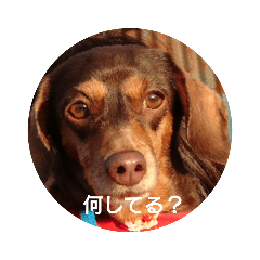 [LINEスタンプ] もも屋 