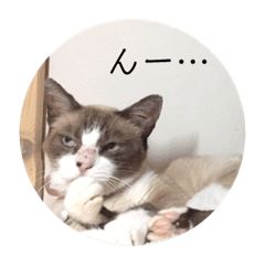 [LINEスタンプ] にゃんだんて 