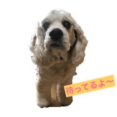 [LINEスタンプ] アメコカ杏の日常