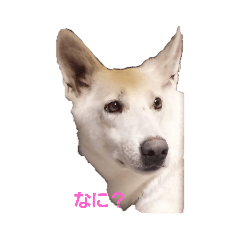 [LINEスタンプ] 犬 Crystal Dogsの犬たち1