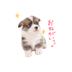 [LINEスタンプ] ぼく、コーギーぽてち 