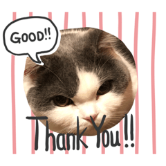 [LINEスタンプ] 僕のねこ2シエルの日常