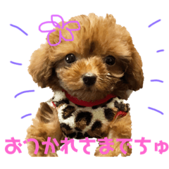 [LINEスタンプ] キャバ嬢わんこ♡めいちゃろ〜日常編〜