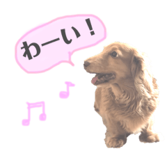 [LINEスタンプ] ダックスの日常スタンプ