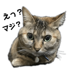 [LINEスタンプ] 愛ネコ家による愛ネコ家の為の愛ネコ 