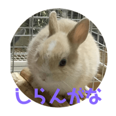 [LINEスタンプ] うさぎ関西弁スタンプ 