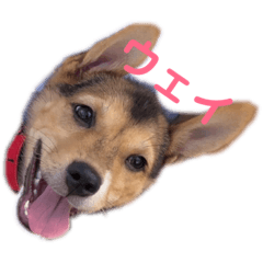 [LINEスタンプ] もものスタンプです。 
