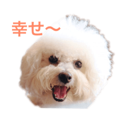 [LINEスタンプ] チャチャの可愛いスタンプ