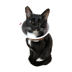 [LINEスタンプ] 飼ってよ！動物の森！ 