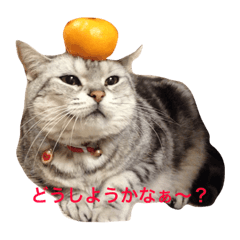 [LINEスタンプ] 世界に一匹しかいない、天使のアメショー 