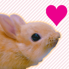 [LINEスタンプ] 実写うさぎさんスタンプ 