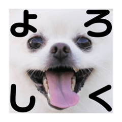 [LINEスタンプ] 白ポメ小雪ちゃんスタンプ fetchpriority=high