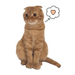 [LINEスタンプ] にゃん太① 