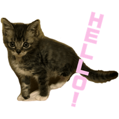 [LINEスタンプ] 我が家のチビねこしすたーず fetchpriority=high